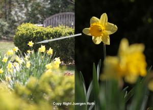 Daffodil Flower Photography at Halls Pond